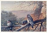 Wood Pigeons in Beech Tree